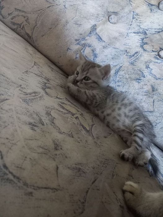 Отдам котенка в добрые руки