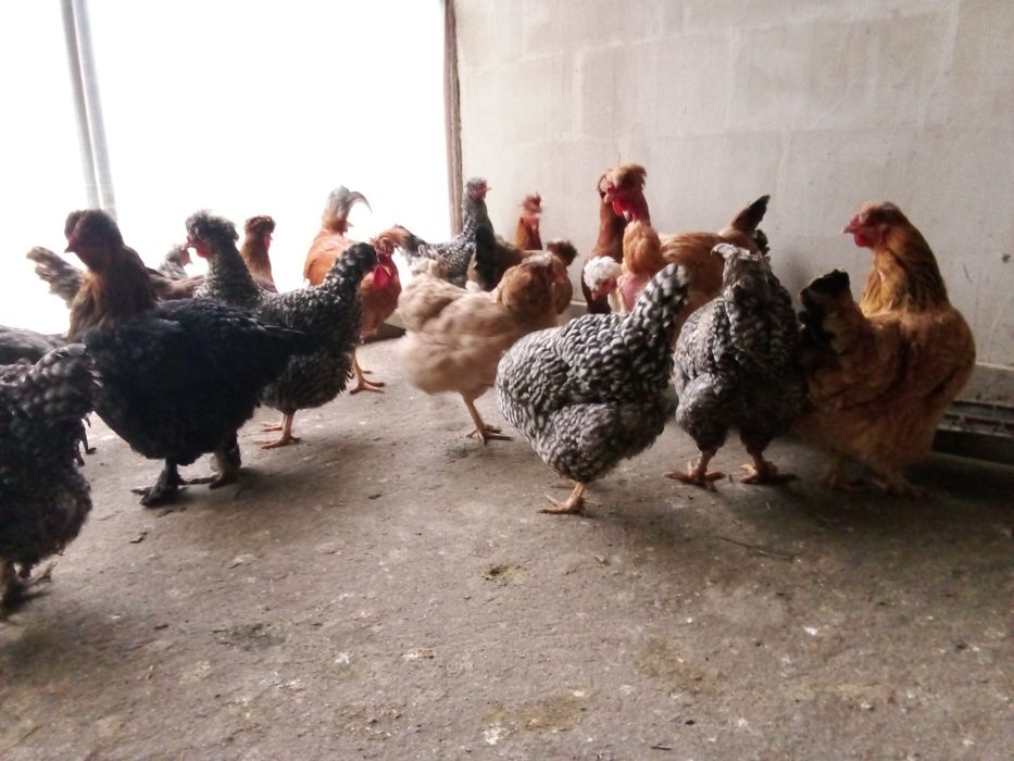 Pui si oua gaini de rasa