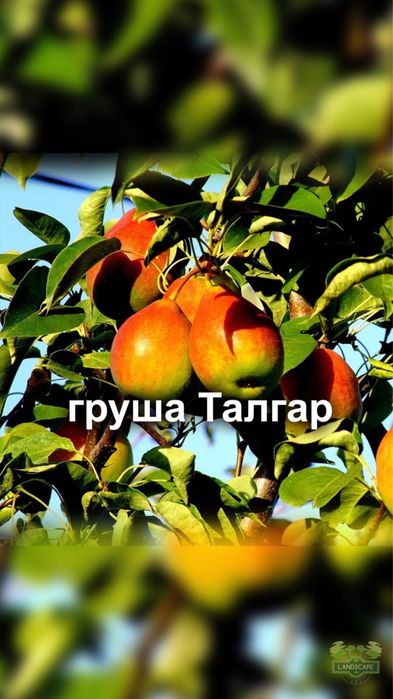 Продам плодовые деревья