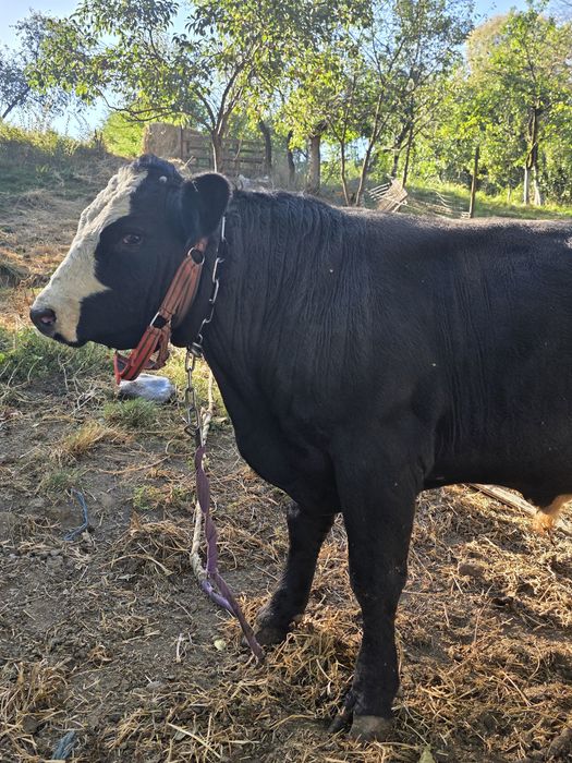 Vând vițel metis angus