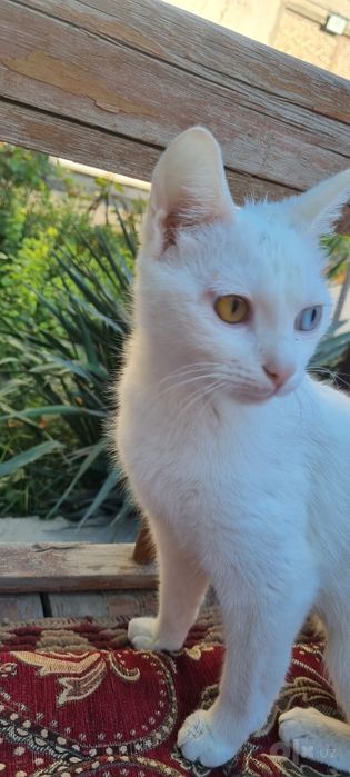 Кошка пародистая