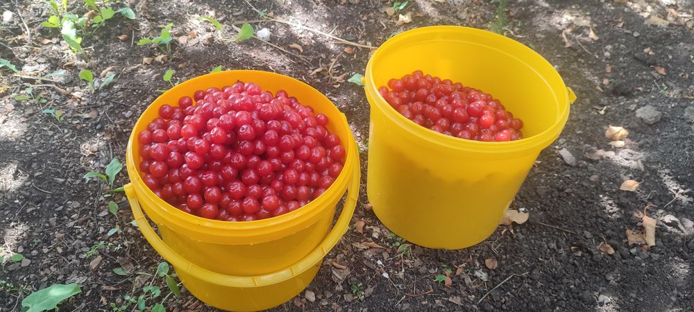 Продам вишню войлочную