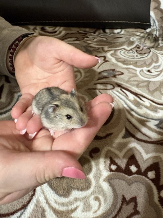 Donez pui de hamster pitic