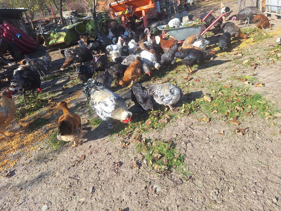 Gaini si cocosi serie 2025