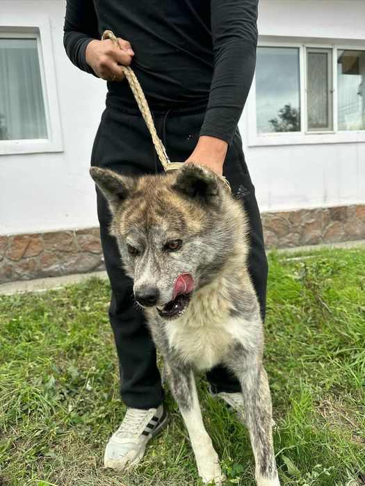 Акита Ину  японский