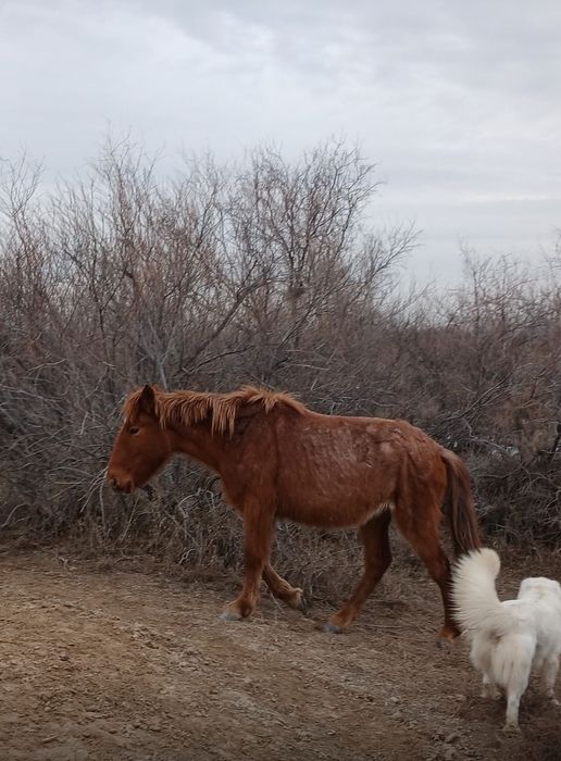Тай байтал сатылады обмен бар
