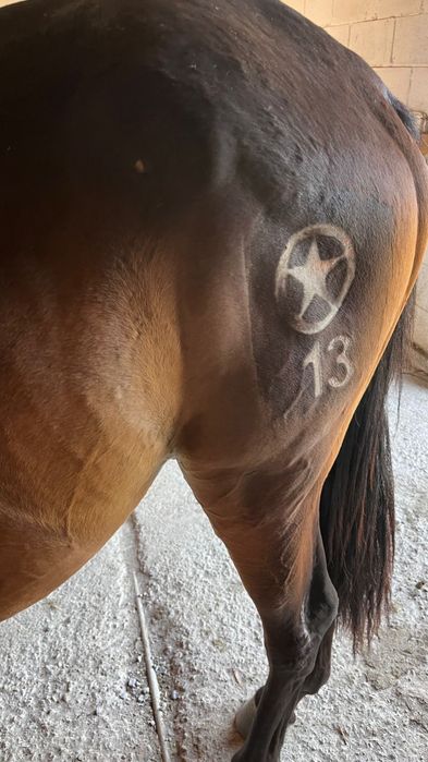 Азот тавро, азот танба