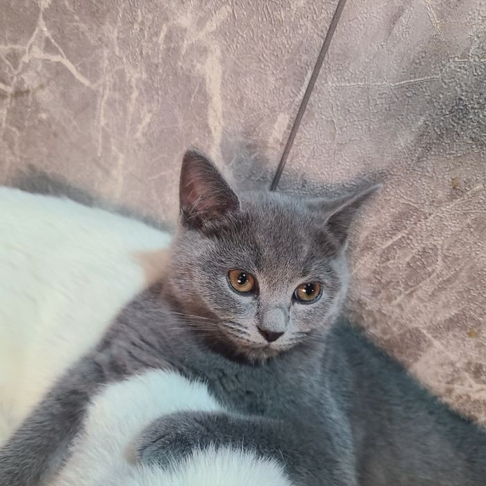 Котята породы британская, окрас Blue Gray