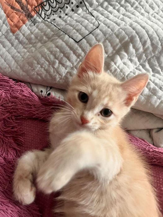 Отдам котят в хорошие руки