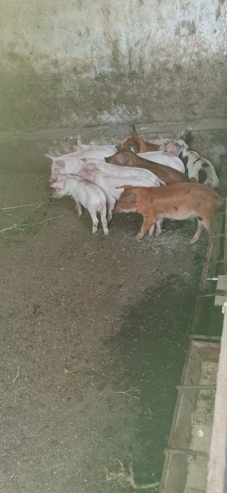 Продаются поросята