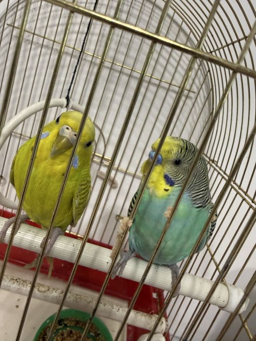 Продадим 2-х папугайчиков