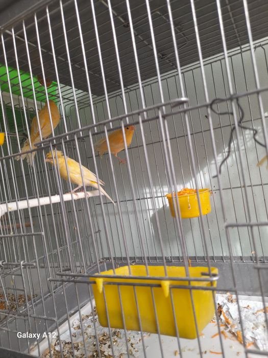 Хар хил рангли канарейкалар сотилади.