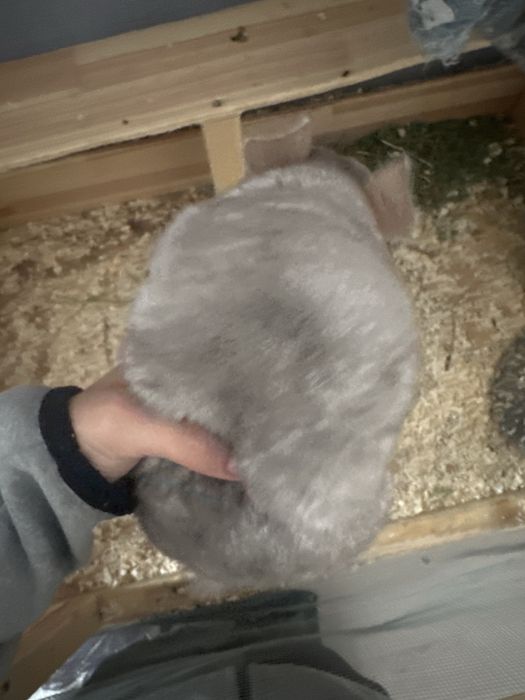 Шиншила  продается город актау