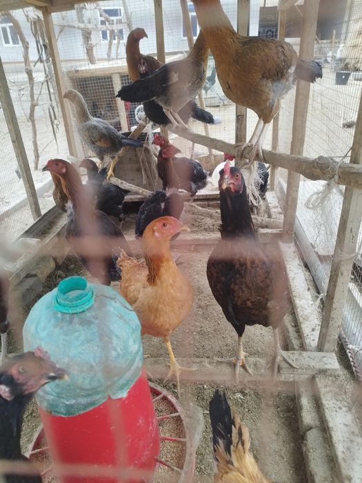 Хуроз  товуклар сотилади ёш