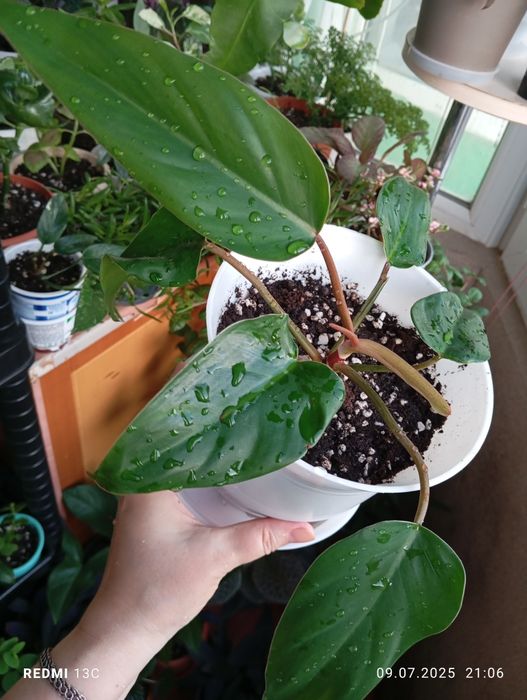 Продам растения для дома