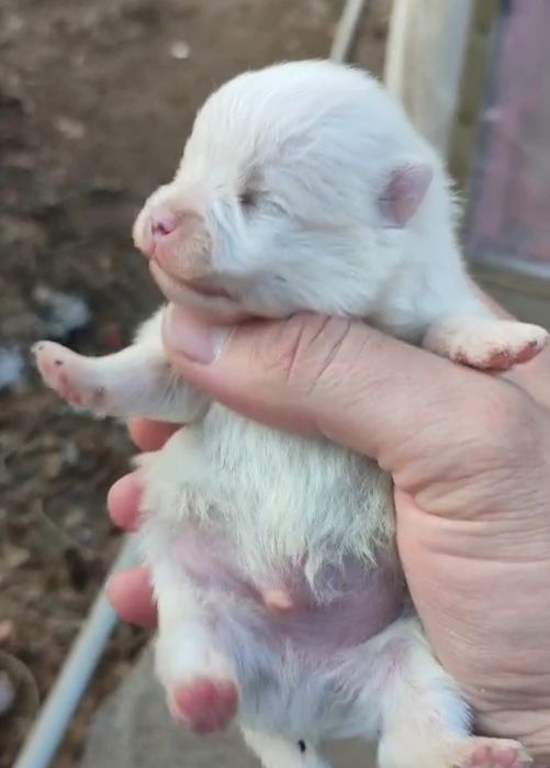 Продам щенков шпица