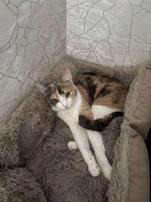 Отдам кошку в добрые руки