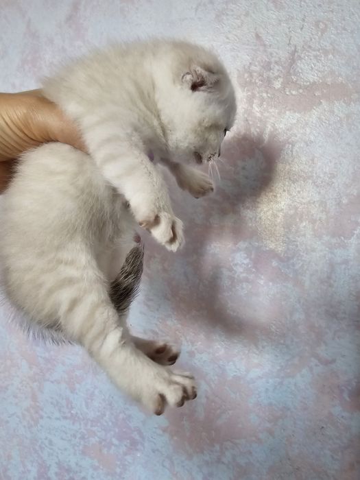 Котята вислоушки.