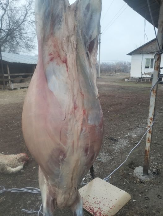 Семіз қойлар сатылымда