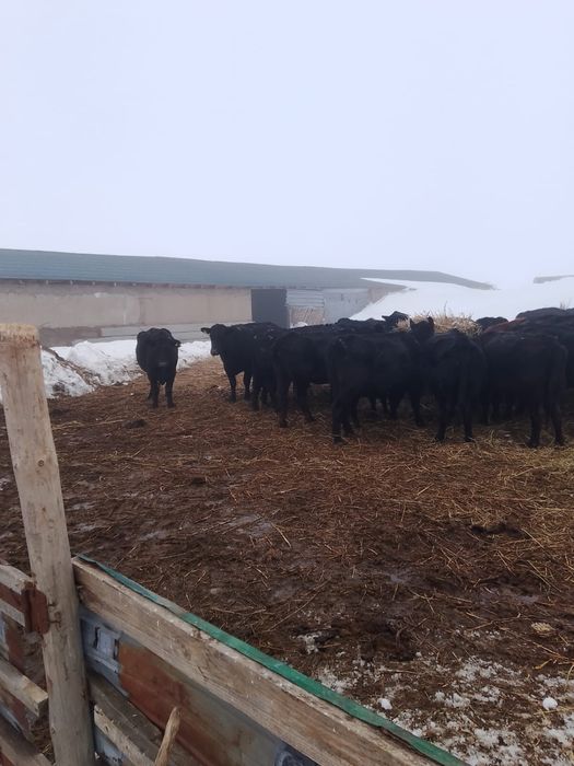 Продам крестьянское хозяйство