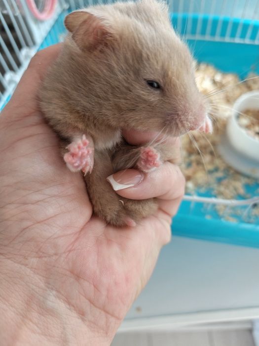 Продам хомяка с клеткой