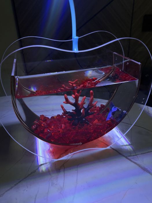 Рыба,подарок,аквариум,рыба в аквариуме,подарок для девушку