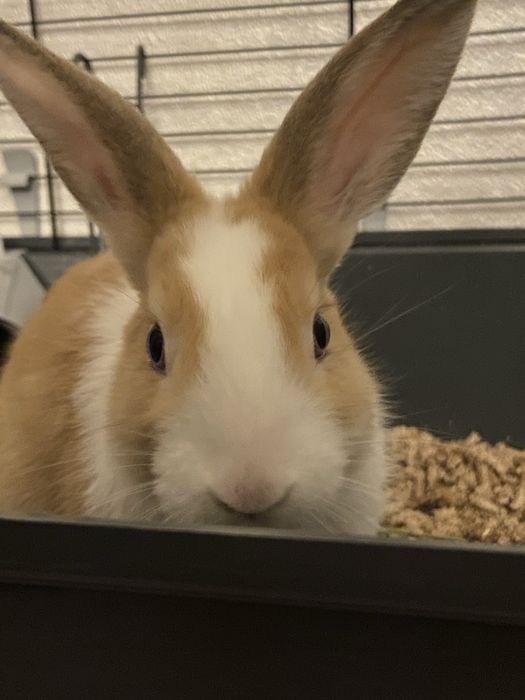 Декоротивный кролик