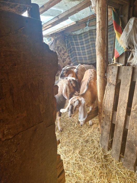 Iezi mari de vanzare