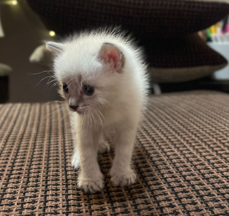 Отдам котят 2 мальчика и девочка