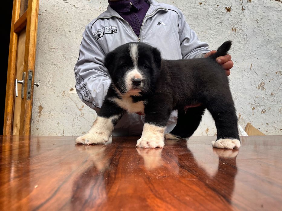 Щенок Туркменского Алабая ( Супер гигант )