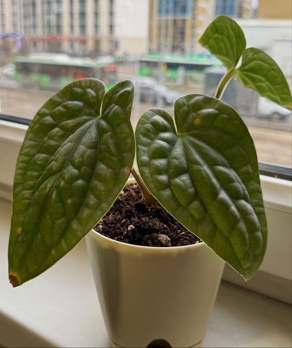 Комнатные растения