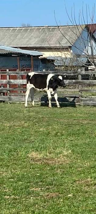 Vindem junele holstein