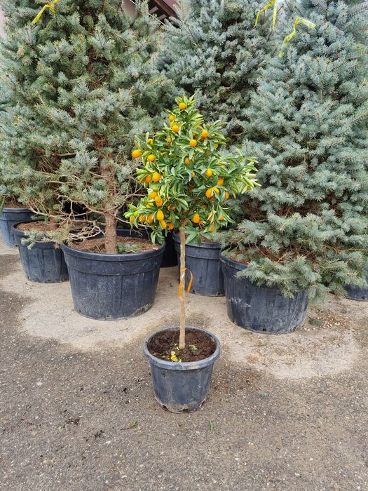 Avem la vânzare  lămâi si mandarin