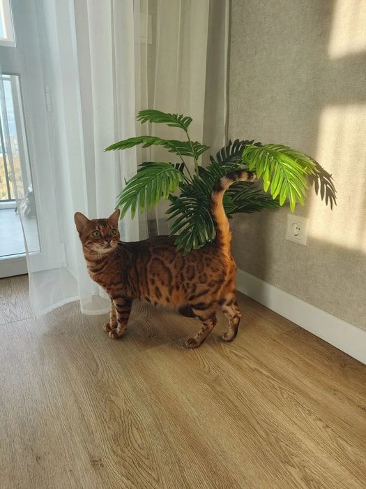 Продам бенгальских котят