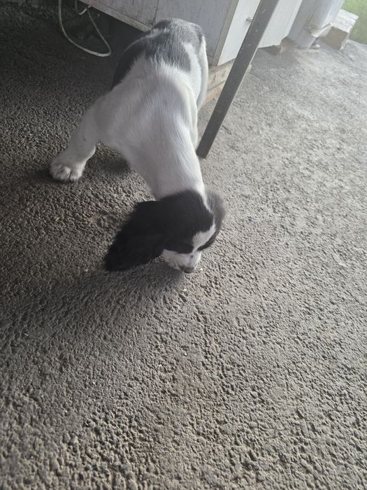 Продаются щенки спаниеля от рабочих собак