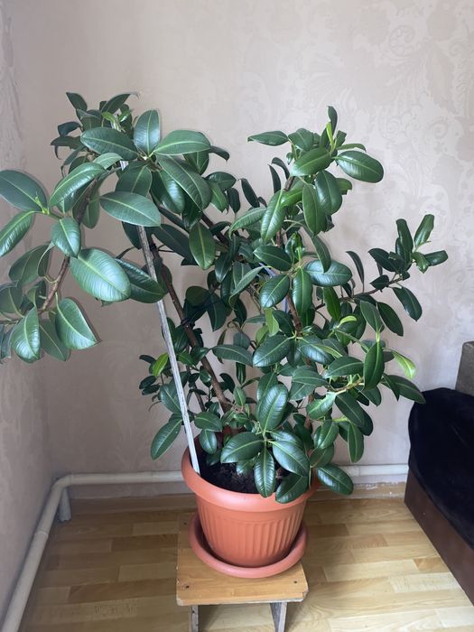 фикус хорошый