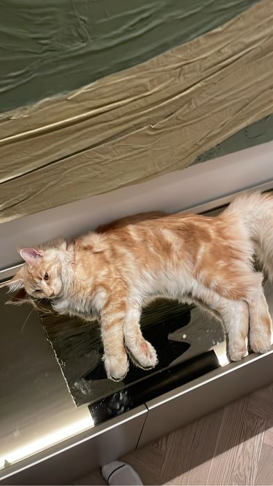 потерялся больной кот