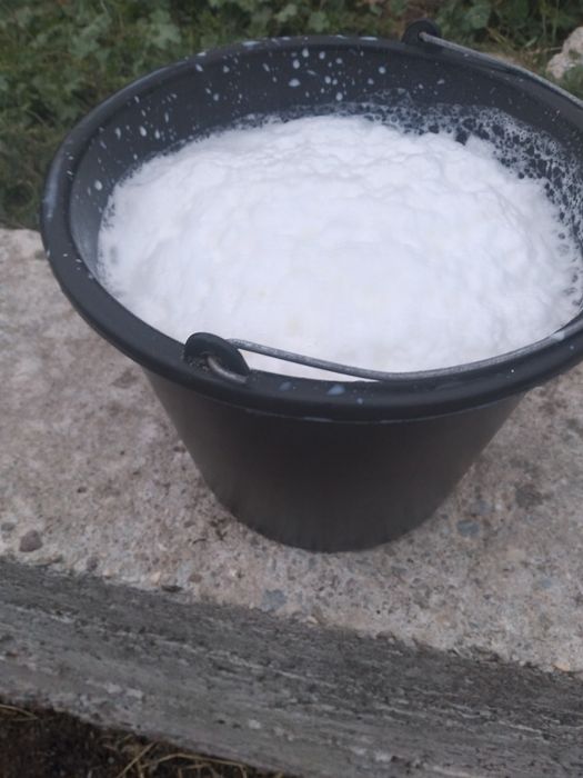 Vând doua capre și un tap!