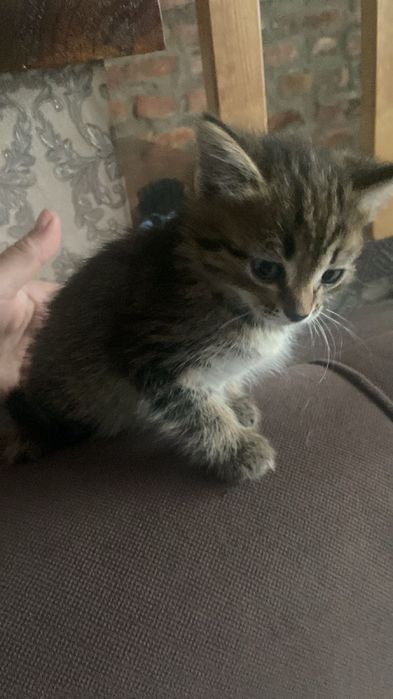 Котята домашние девочки