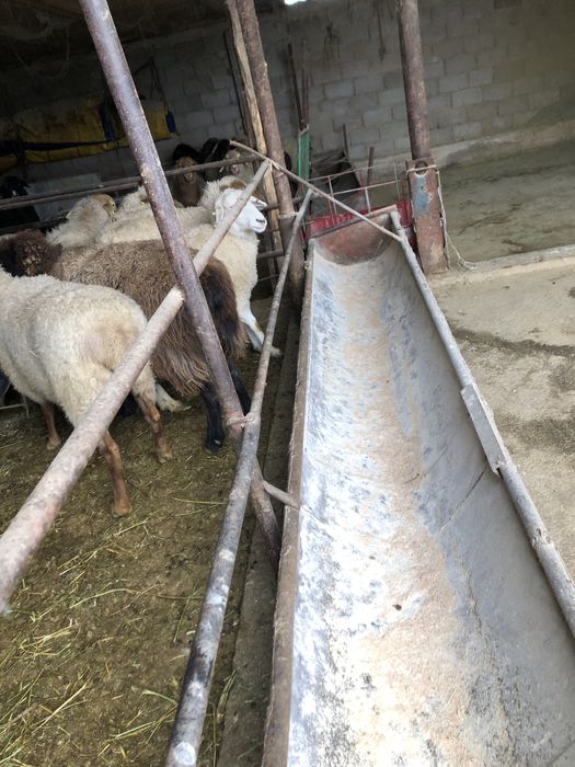 Бараны стояли на откорме