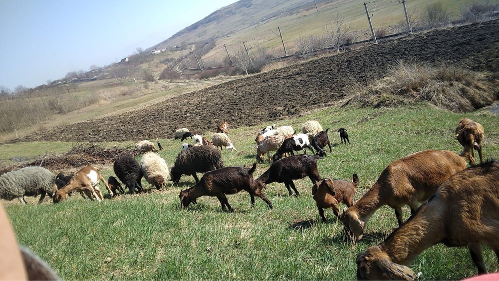 Capre de vanzare si oi