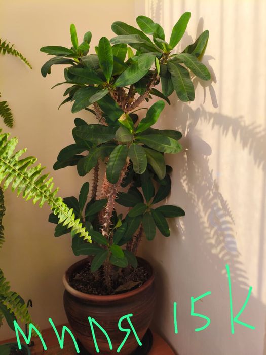 Комнатные цветы