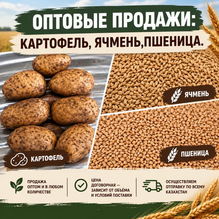 Картофель, ячмень и пшеница