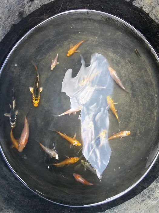 Puieti crap koi 40 zile