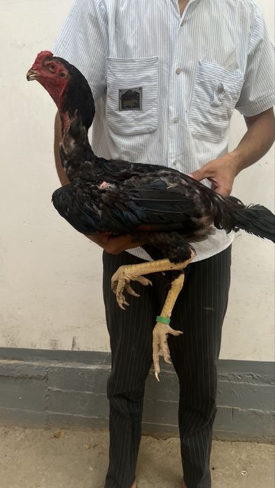 dakan xoʻrozlar joʻjalar