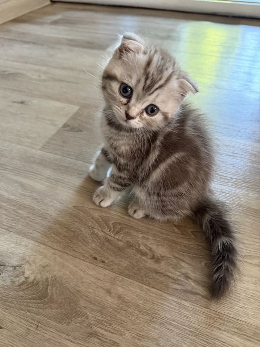 Продам красивых котят