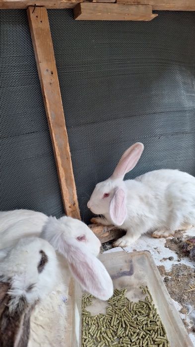 Quyonlar sotiladi arzonroq qilib beraman