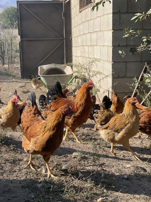 Продам кур кученских юбилейных