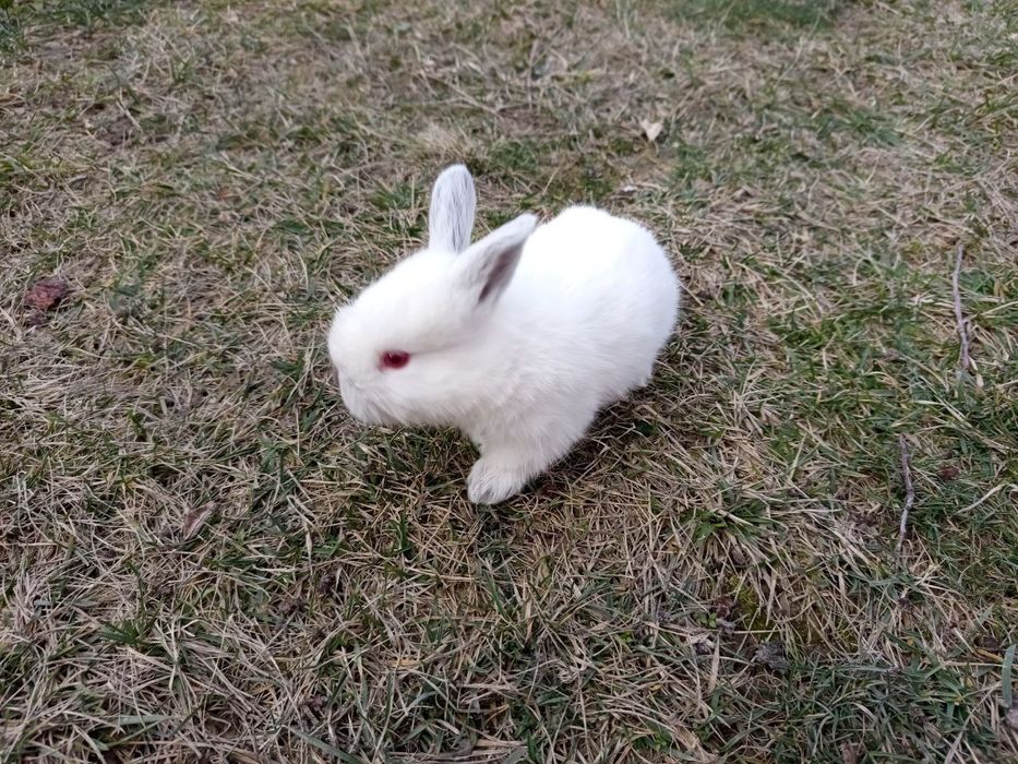 Quyon bolachalari sotiladi