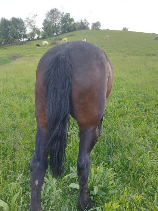 Vând iapă de 9 ani.